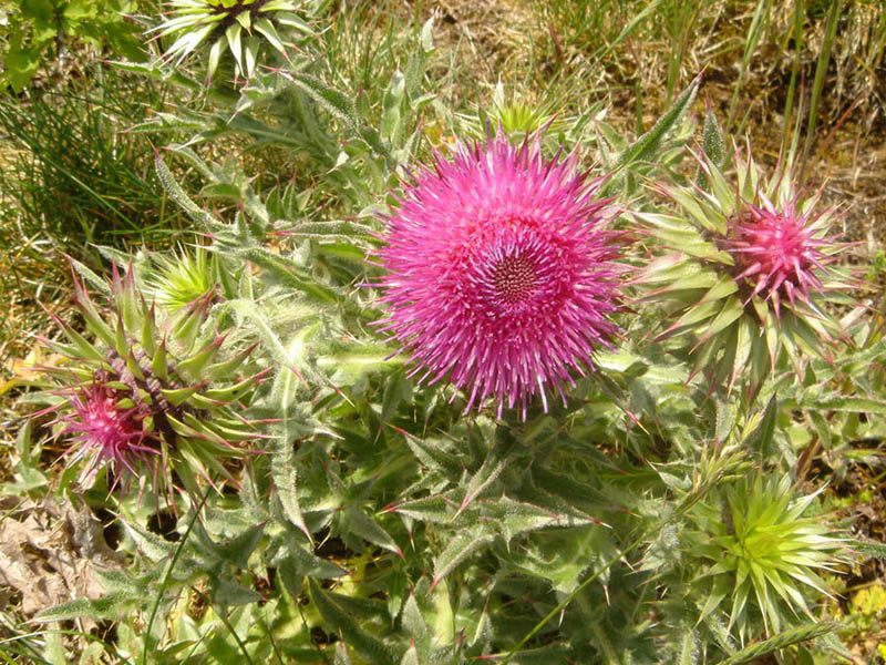 Carduus nutans 3