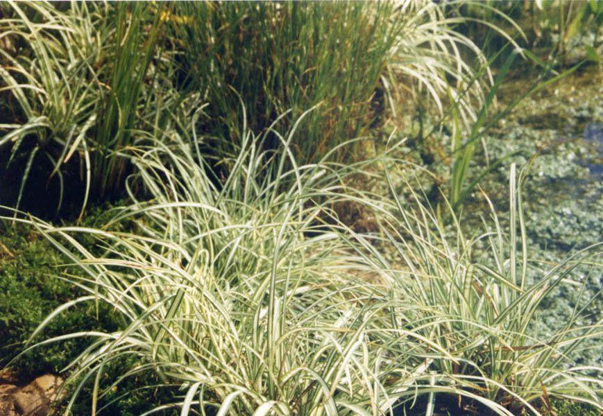 Carex morrowii 'Ingwersen' 2