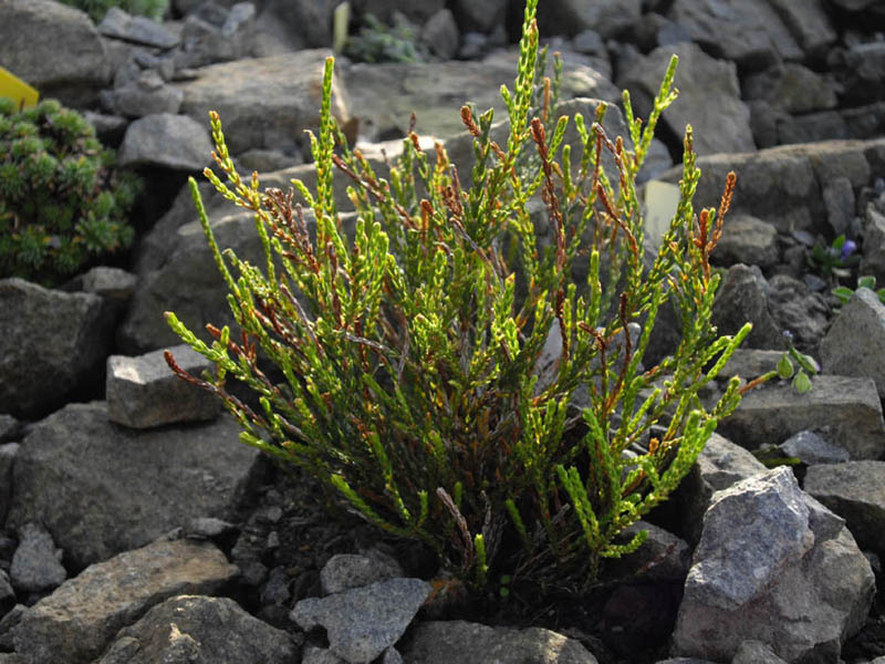 Cassiope 'Askival Snowbird' 2
