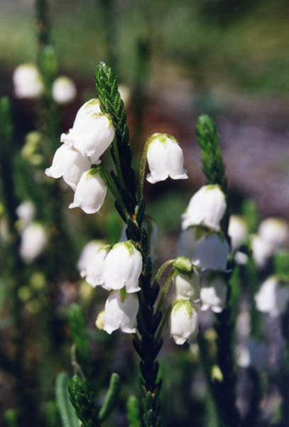 Cassiope 'Edinburgh' 2