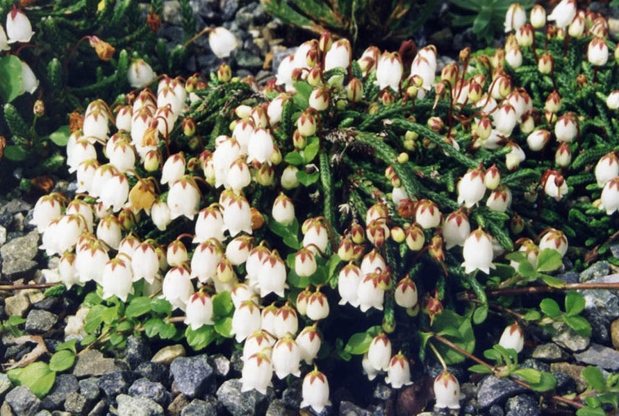 Cassiope lycopodioides 'Beatrice Lilley' 3
