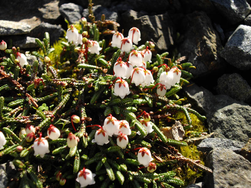 Cassiope lycopodioides 'Jim Lever' 2