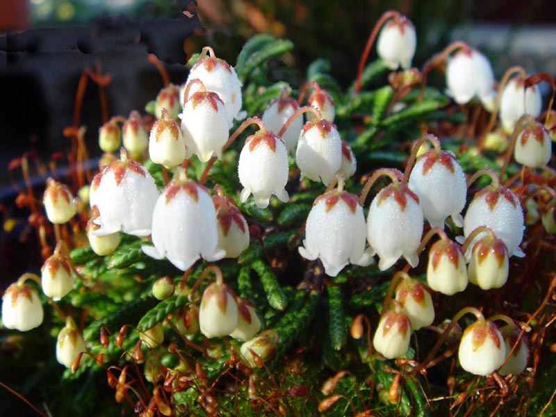 Cassiope lycopodioides 'Jim Lever' 3