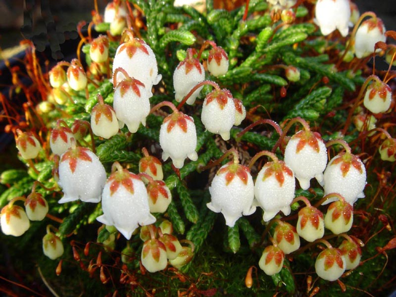 Cassiope lycopodioides 'Jim Lever' 4