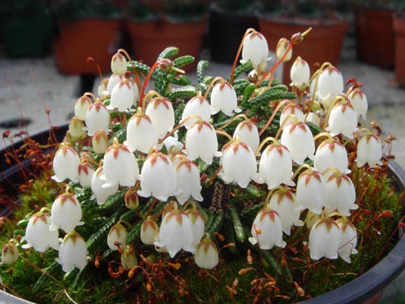 Cassiope lycopodioides 'Jim Lever' 5