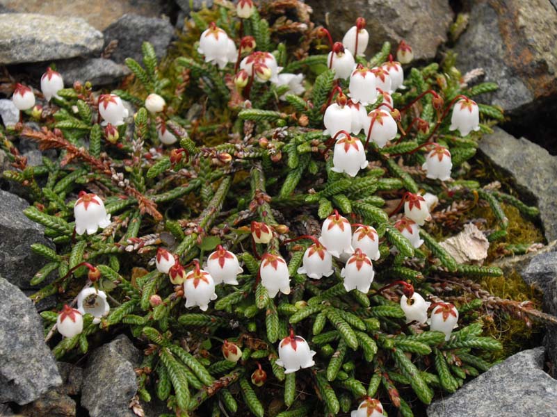 Cassiope lycopodioides 'Jim Lever' 6