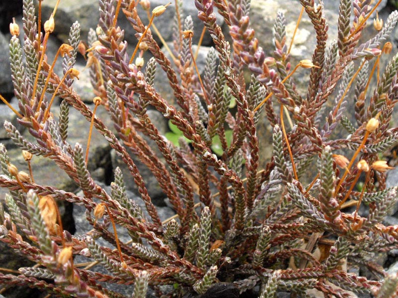 Cassiope selaginoides 3