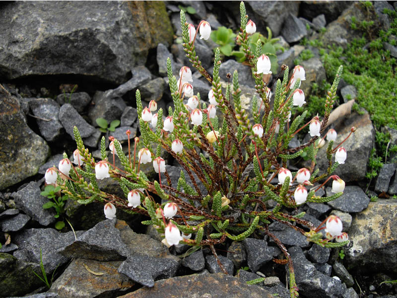 Cassiope selaginoides 4