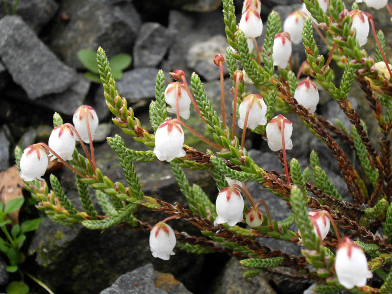 Cassiope selaginoides 5