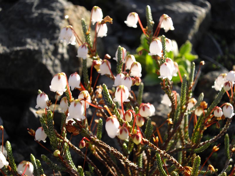 Cassiope selaginoides 6
