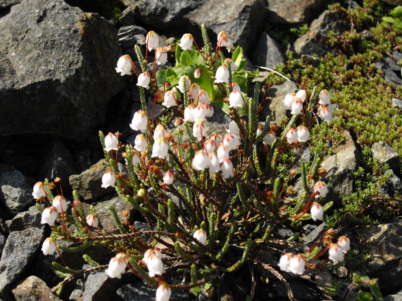 Cassiope selaginoides 7