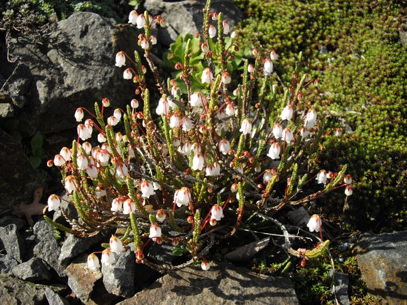 Cassiope selaginoides 8