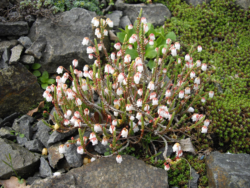 Cassiope selaginoides 9