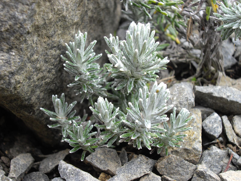 Celmisia ramulosa var tuberculata