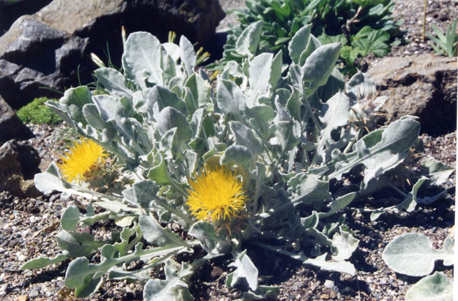 Centaurea chrysantha 3