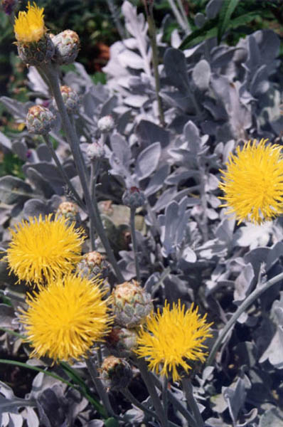 Centaurea ragusina