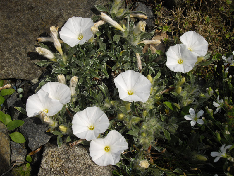 Convolvulus compactus 5