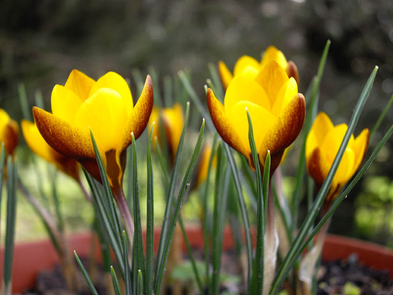 Crocus chrysanthus 'Zwanenburg Bronze' 3