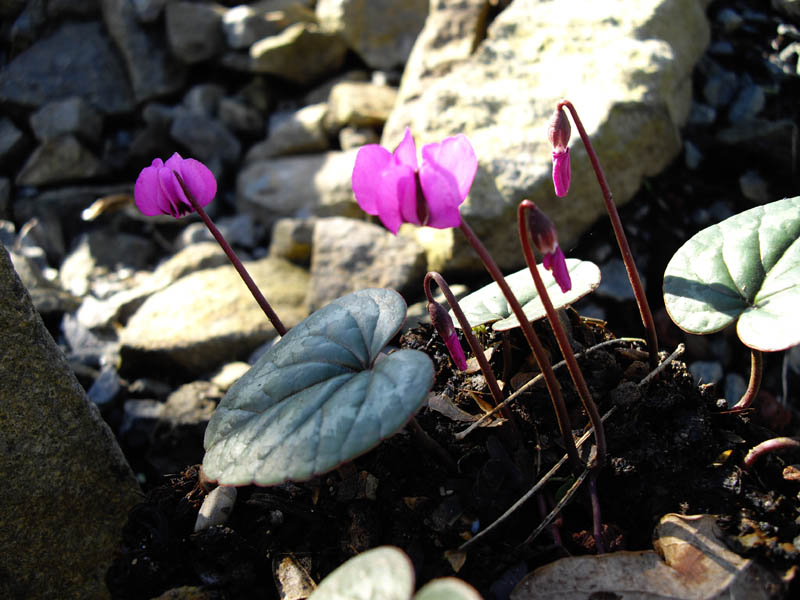 Cyclamen coum in bloom in the clear undergrowth of the Near East