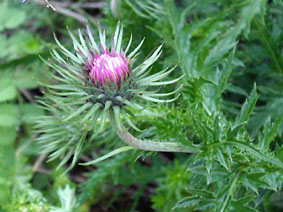 Fleurs des montagnes - C