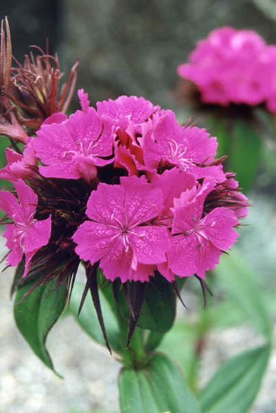 Dianthus barbatus