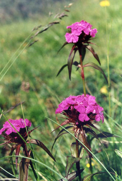 Dianthus barbatus 3