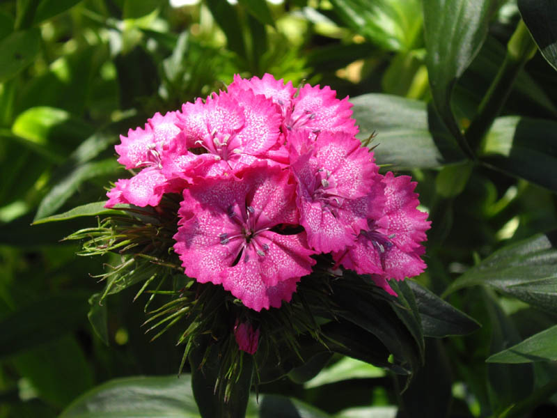 Dianthus barbatus 4