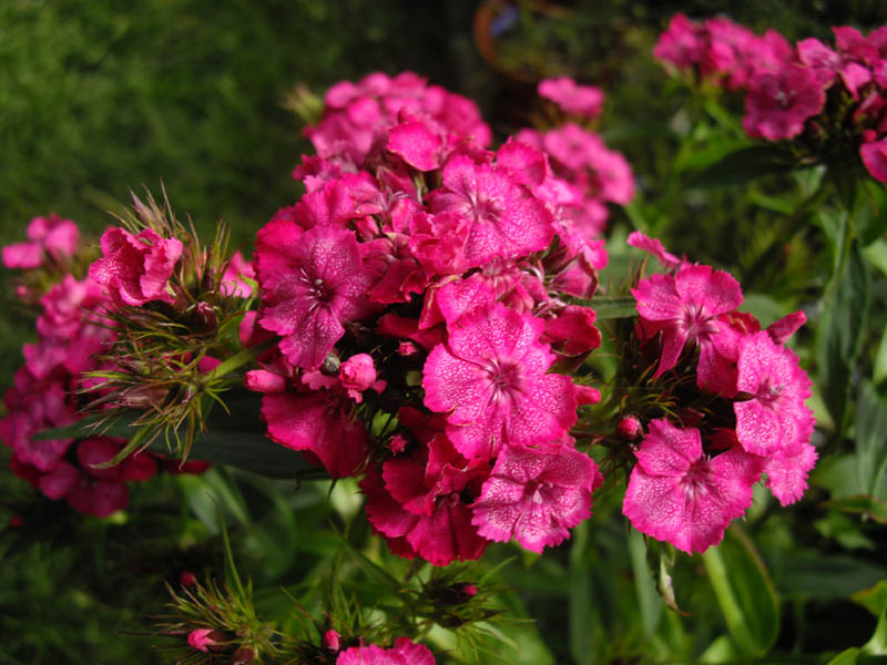 Dianthus barbatus 5