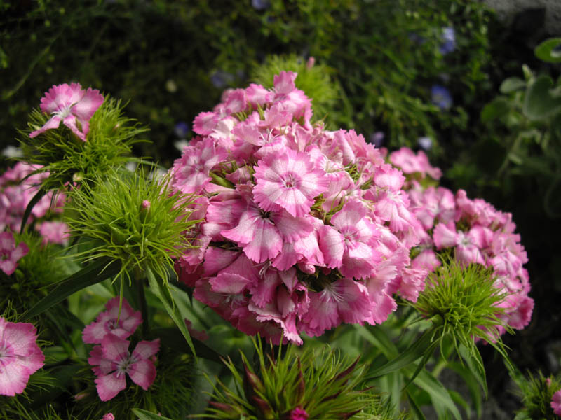 Dianthus barbatus 6