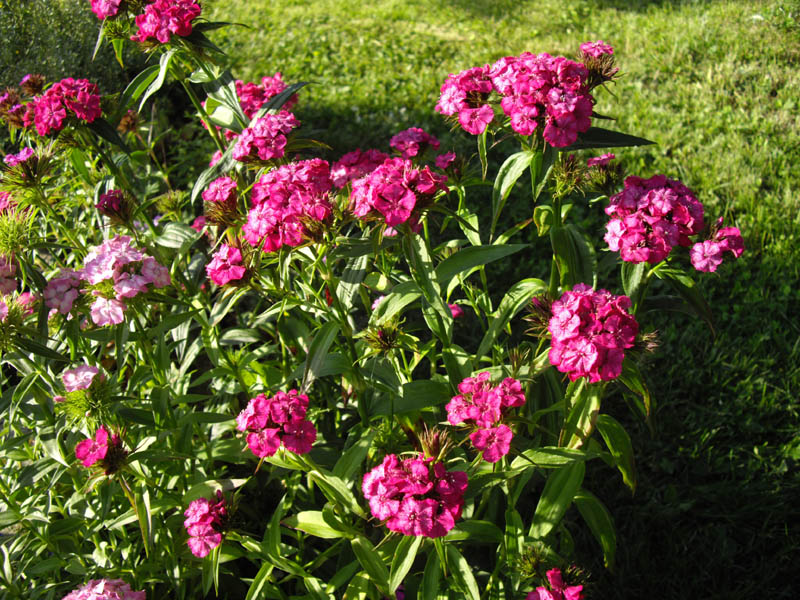 Dianthus barbatus 7