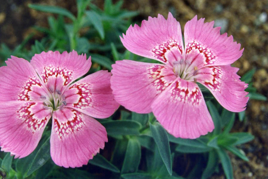 Dianthus callizonus 3
