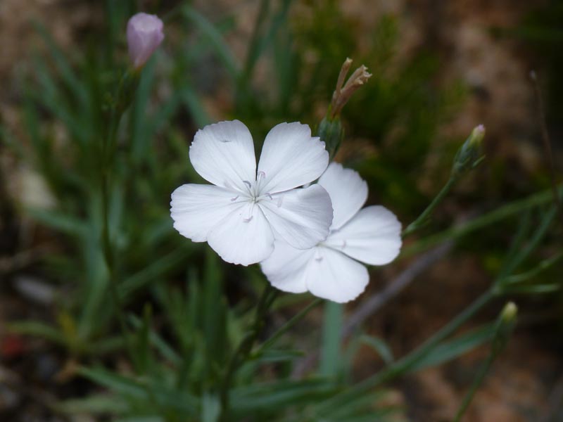 Dianthus furcatus ssp gyspergerae 4