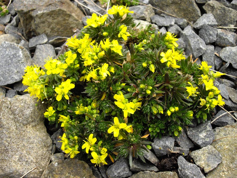 Draba aizoides