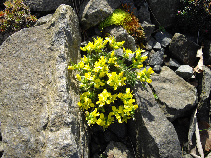 Draba aizoides