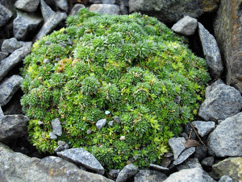 Draba rigida imbricata 2