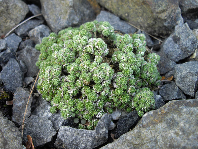 Draba rigida imbricata 3