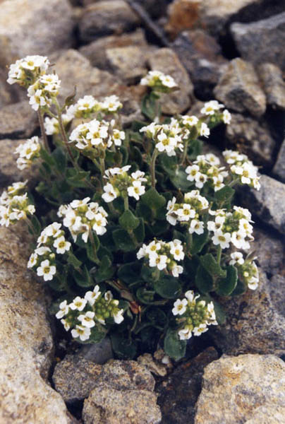 Draba sakurai en fleurs sur des éboulis alpins des Alpes japonaises