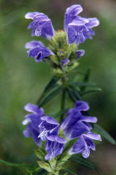 Dracocephalum ruyschianum 3