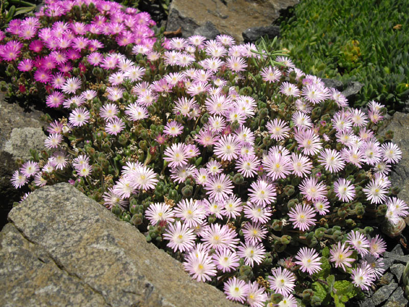 Drosanthemum hispidum 2