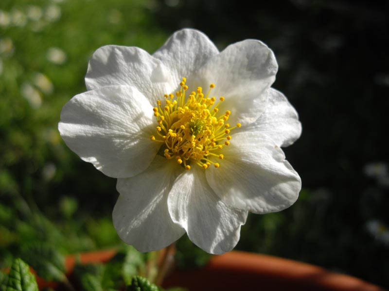 Dryas octopetala 4