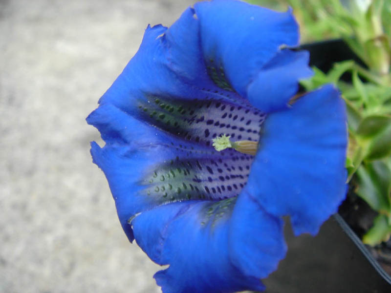 Gentiana acaulis