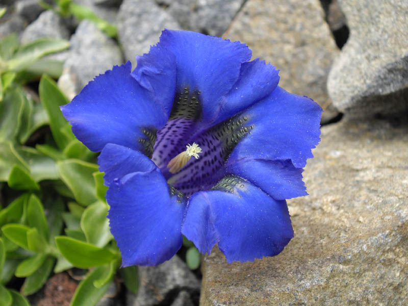 Gentiana acaulis
