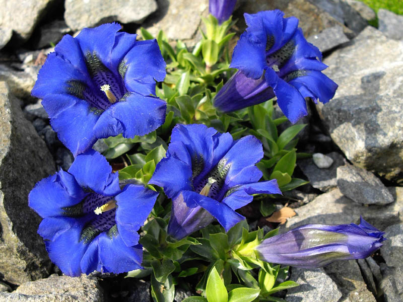 Gentiana acaulis