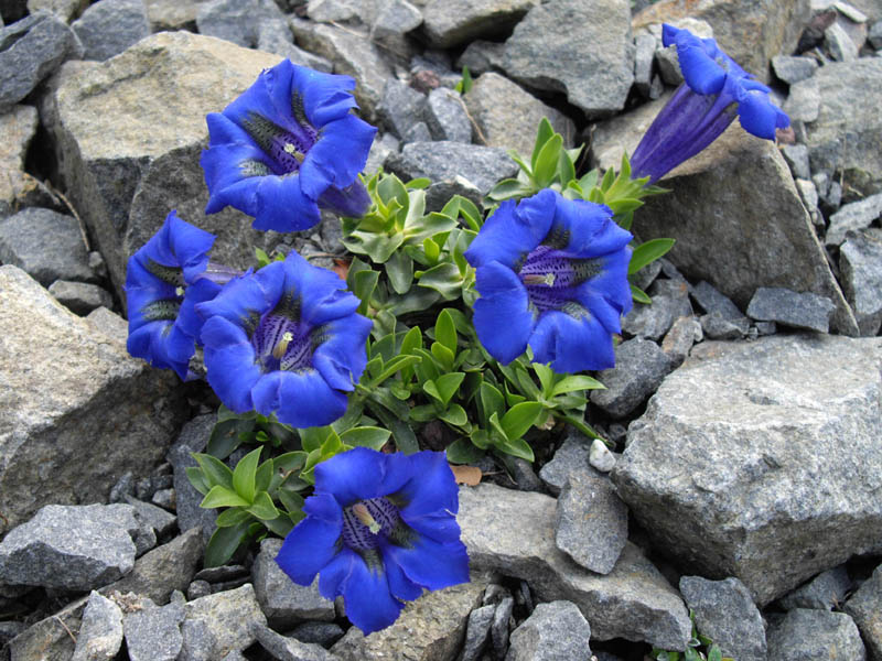 Gentiana acaulis