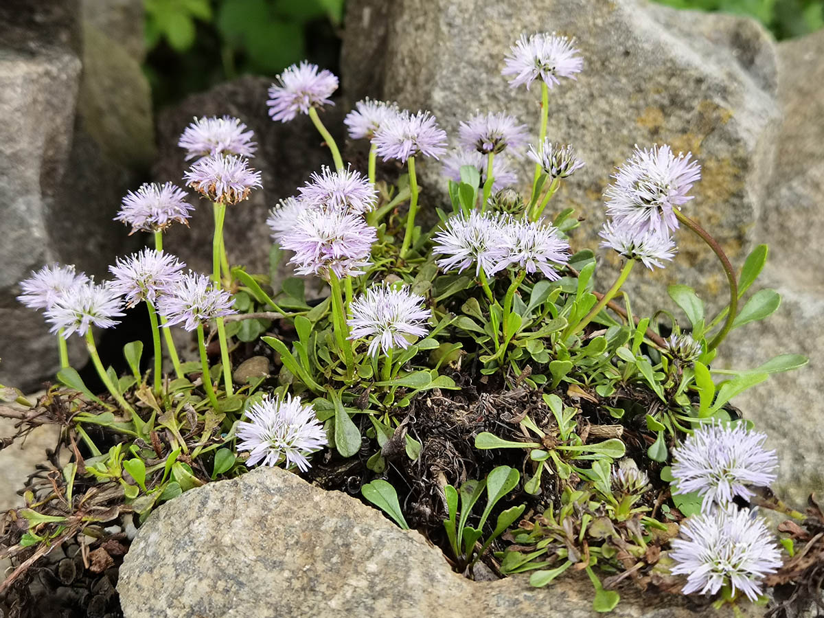 Globularia trichosantha