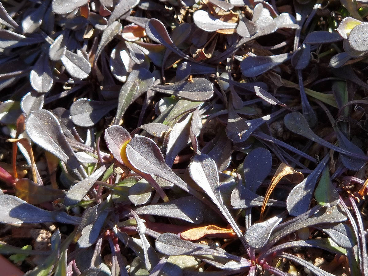 Globularia trichosantha