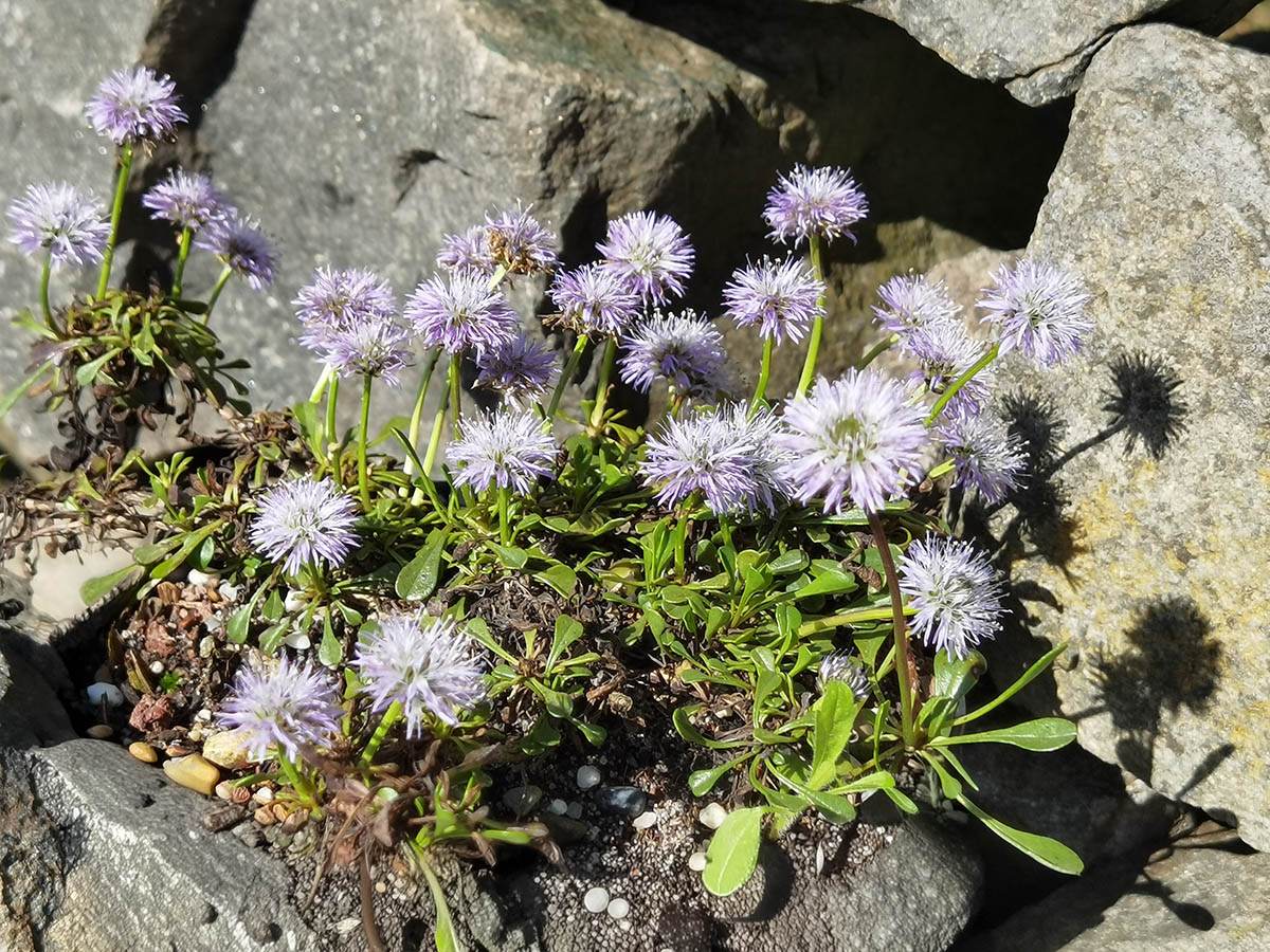 Globularia trichosantha