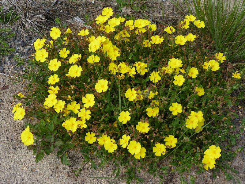 Halimium alyssoides