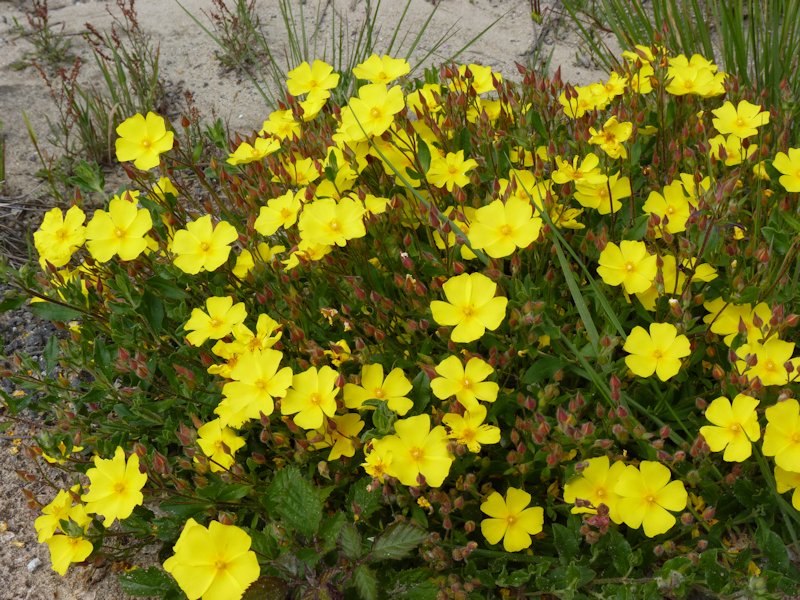 Halimium alyssoides