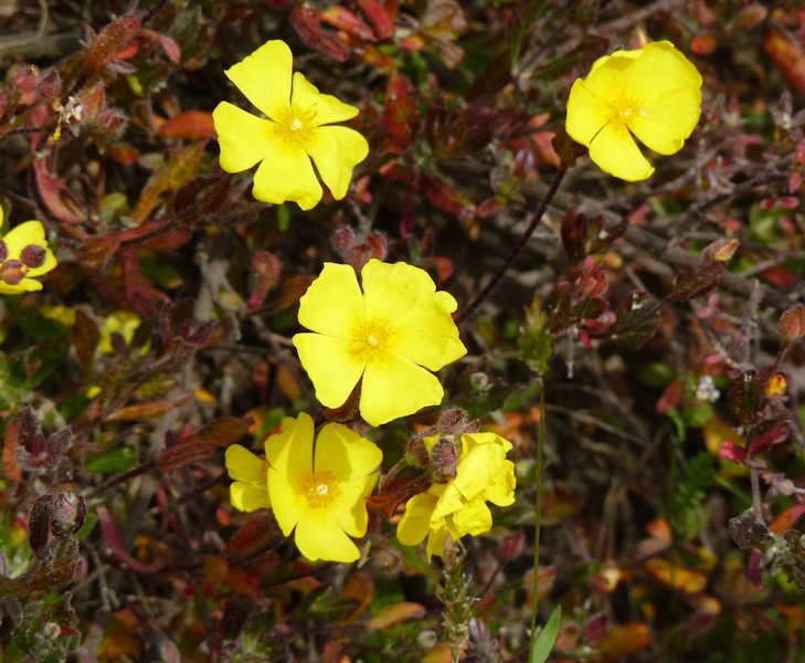 Halimium alyssoides